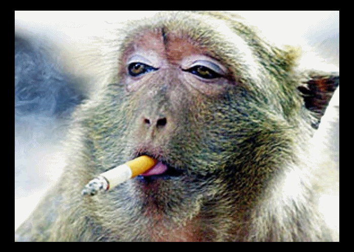 Macaco Fumador